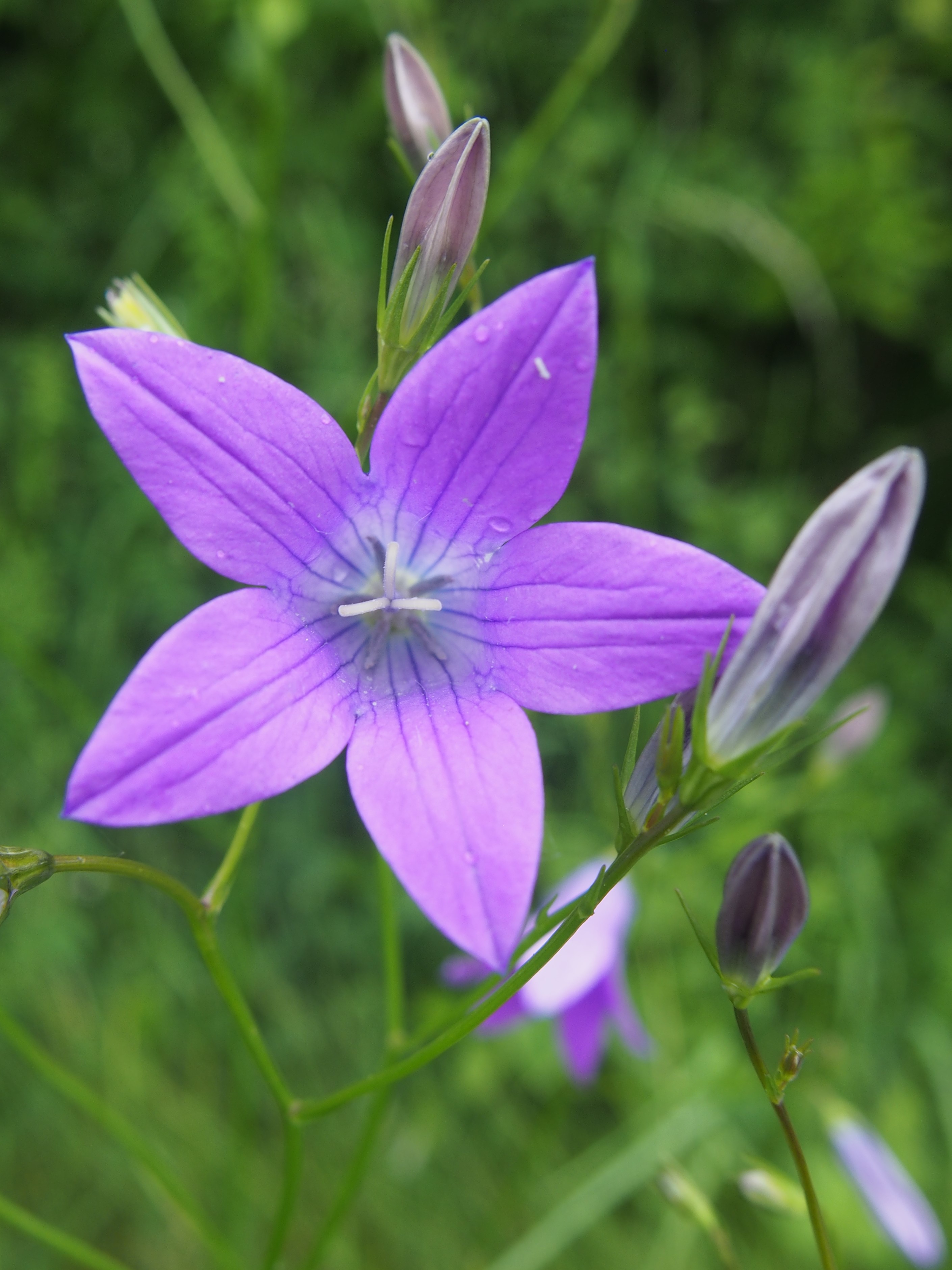 Campanulaceae_Campanula_patula_Blüten_vorne.jpg