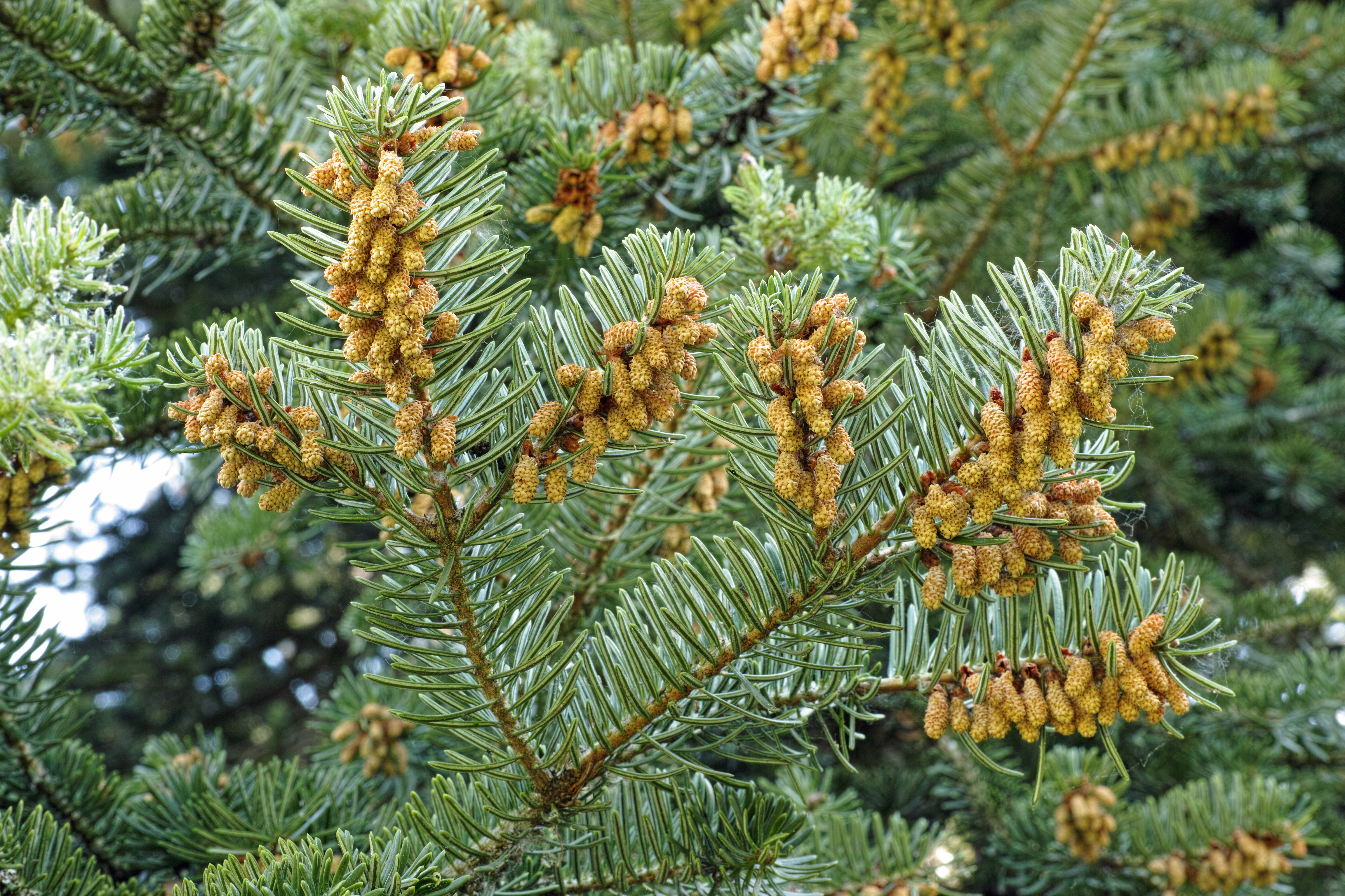 Weisstanne (Abies alba) Eigenschaften / Merkmale / Bestimmung / Verwendung; essbar; männliche Blütenstände