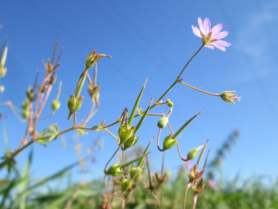 Storchschnabel (Geranium) Eigenschaften / Merkmale / Bestimmung / Verwendung: Früchte