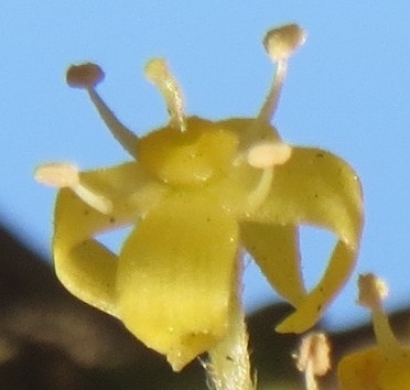 Cornaceae Cornus mas Kornelkirsche Eigenschaften Bestimmung Merkmale Verwendung Einzelblüte