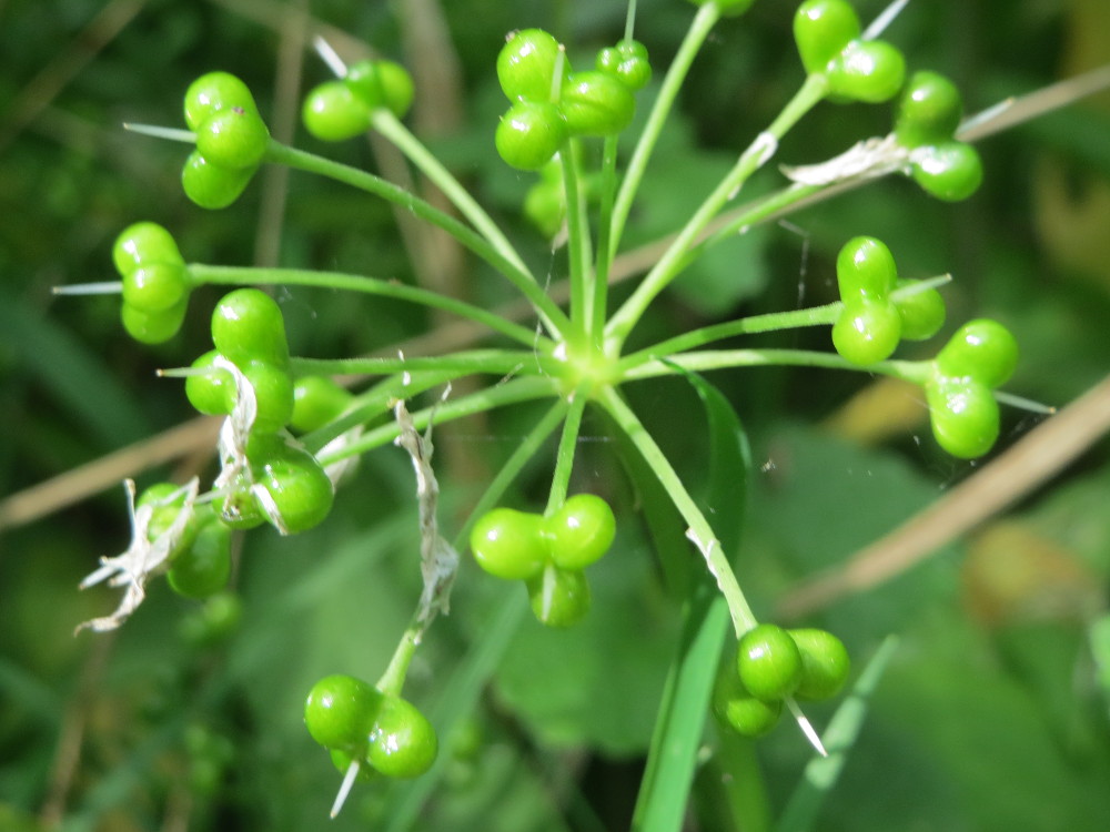 Amaryllidaceae Allium ursinum Bärlauch Eigenschaften Bestimmungsmerkmale Frucht unreif