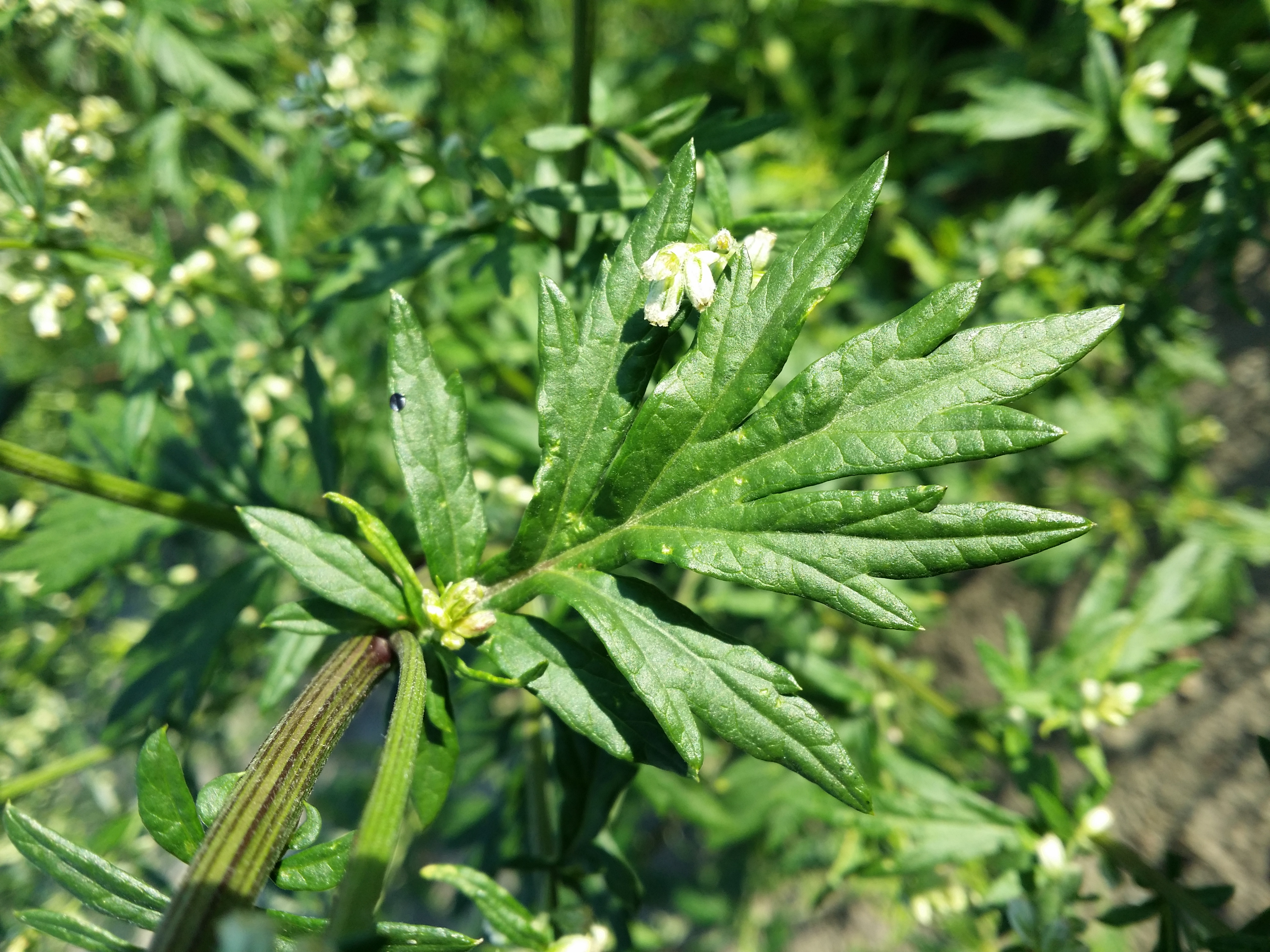 Asteraceae Artemisia vulagris Gemeiner Beifuss Eigenschaften Merkmale Bestimmung Verwendung Blatt Oberseite