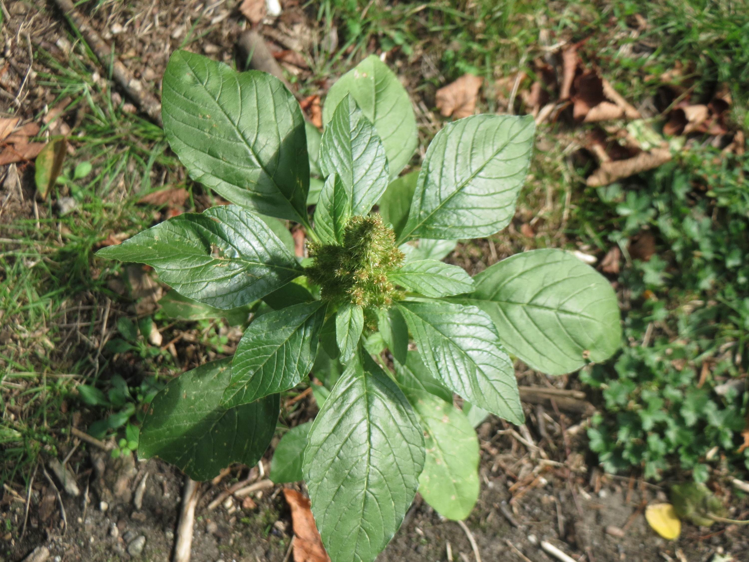 Amaranthaceae Amaranthus retroflexus Zurückgebogener Fuchsschwanz Eigenschaften Bestimmung Merkmale Verwendung Blätter