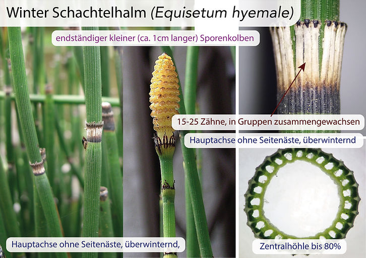 Schachtelhalme (Equisetum): Eigenschaften / Merkmale / Bestimmung / Unterscheidung / Verwendung: Winter Schachtelhalm (Equisetum hyemale)