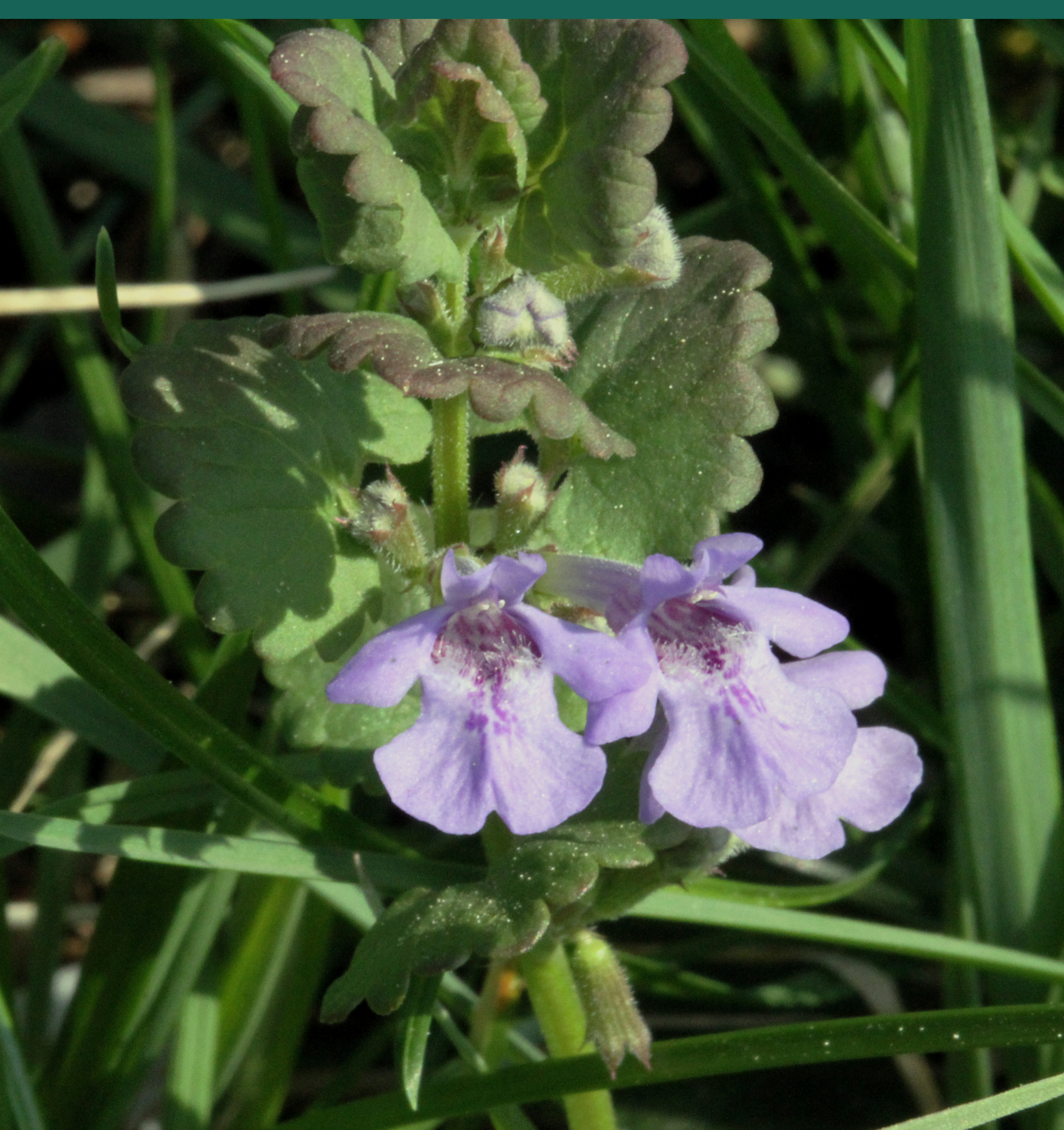 Lamiaceae Glechoma hederacea Gundermann Eigenschaften Merkmale Bestimmung Verwendung Blüte
