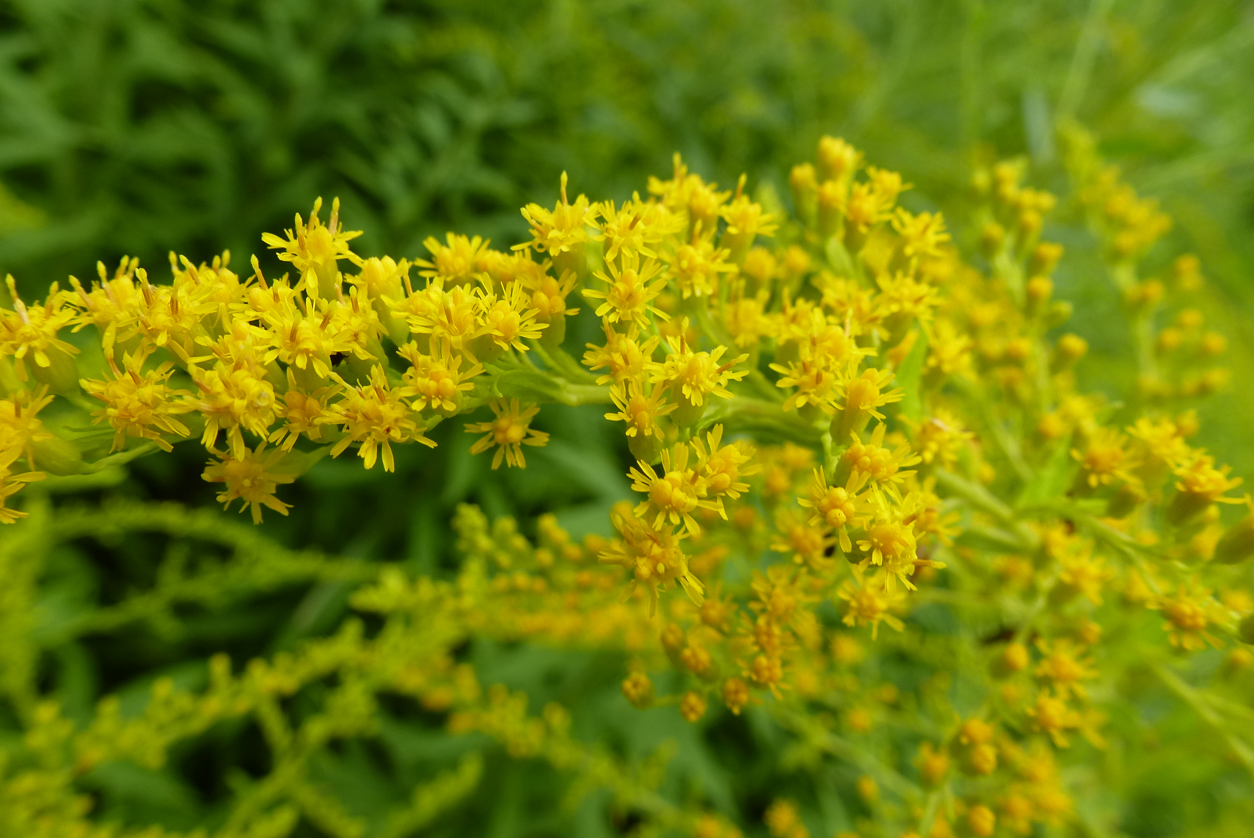 Asteraceae Solidago canadensis Eigenschaften Merkmale Bestimmung Blüten