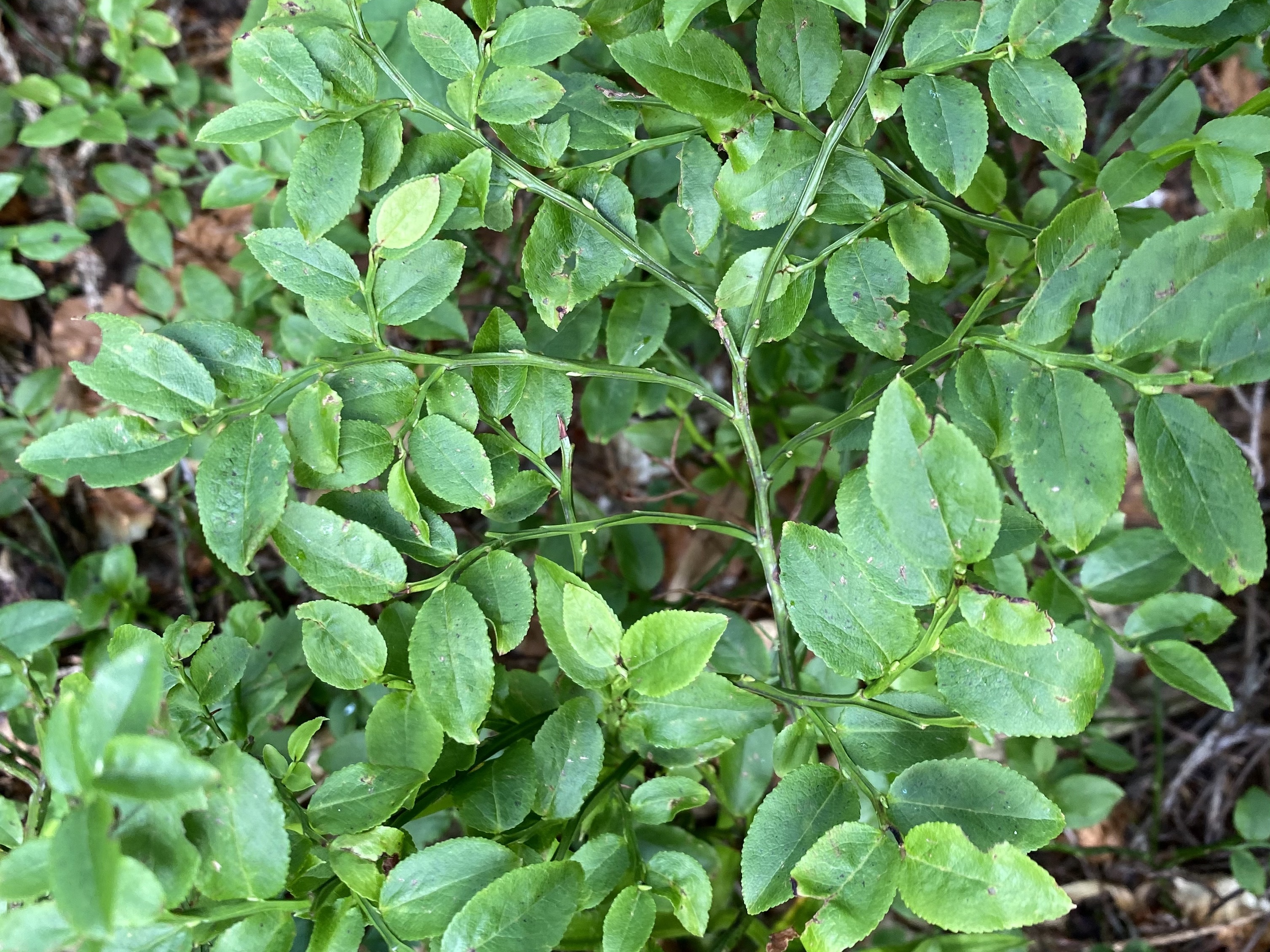 Ericaceae Vaccinium myrtillus Heidelbeere Merkmale Bestimmung Eigenschaften Verwendung  Blatt