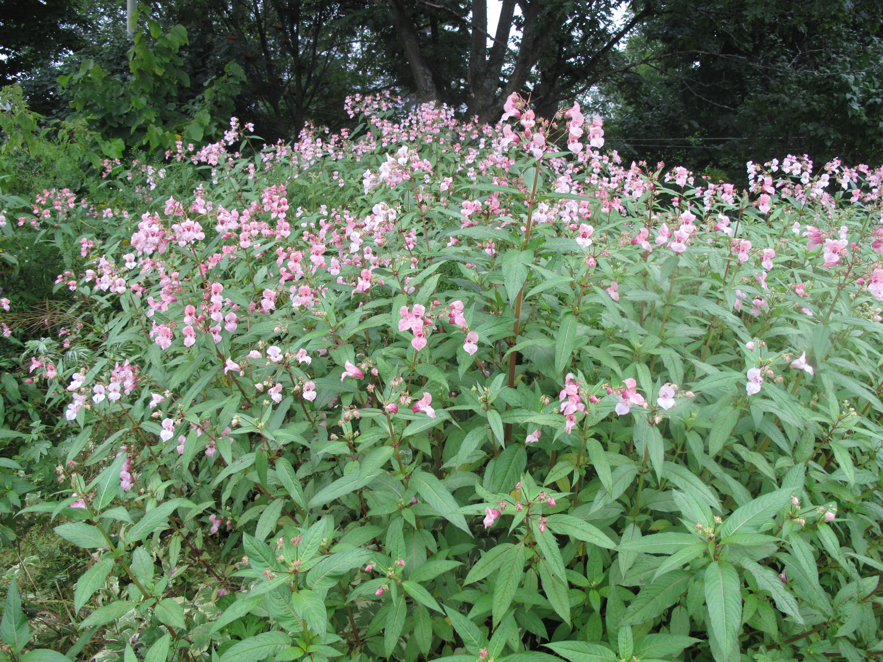 Drüsiges Springkraut (Impatiens glandulifera): Eigenschaften / Beschreibung / Merkmale / Bestimmung / Verwendung, essbar