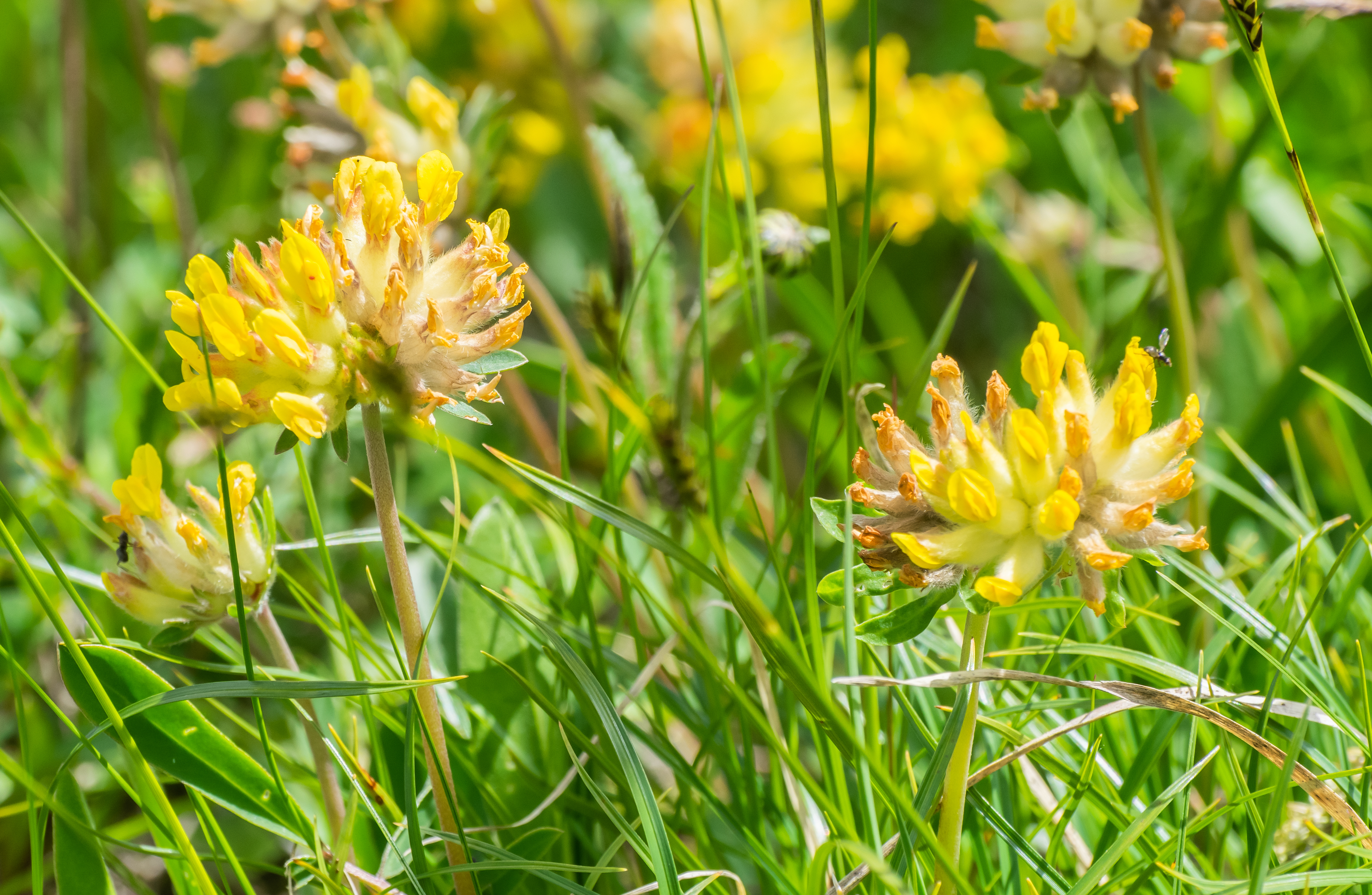 Gewöhnlicher Wundklee ( Anthyllis vulneraria); essbar; Bestimmung / Merkmale / Verwendung; Blütenkopf