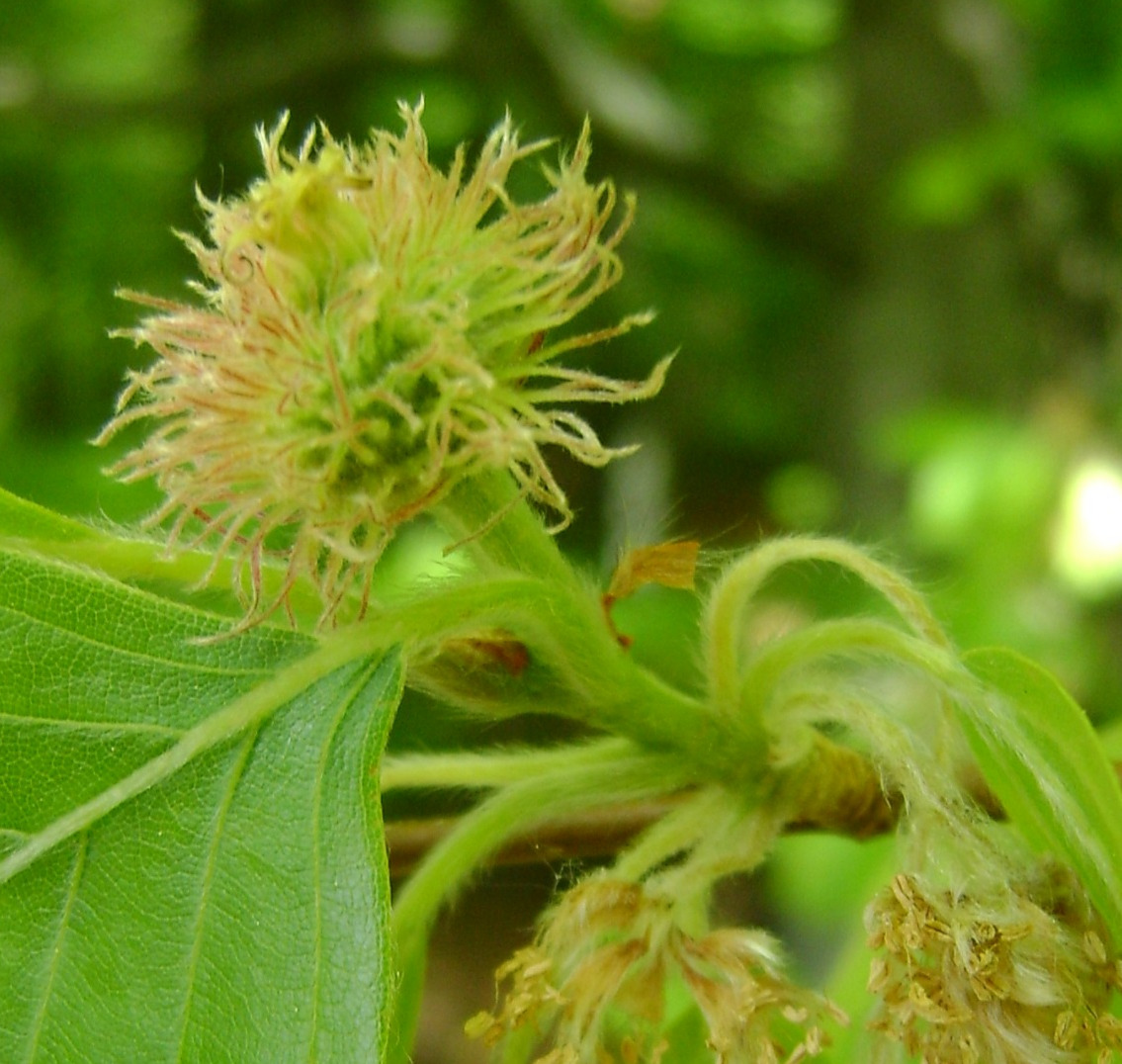 Rotbuche Fagus sylvatica weiblicher Blütenstand