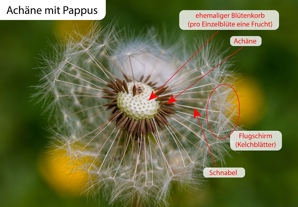 Nussfrucht Achäne mit Pappus Beschreibung Aufbau Eigenschaften. Gewöhnlicher Löwenzahn im Fruchtstadium mit den zahlreichen kleinen Achänen inkl. angehängten Flugschirmen (Pappus). Die Flughaare sind die Kelchblätter der Einzelblüten. Damit diese über der Frucht zu liegen kommen, muss der Fruchtknoten unterständig ausgebildet sein.