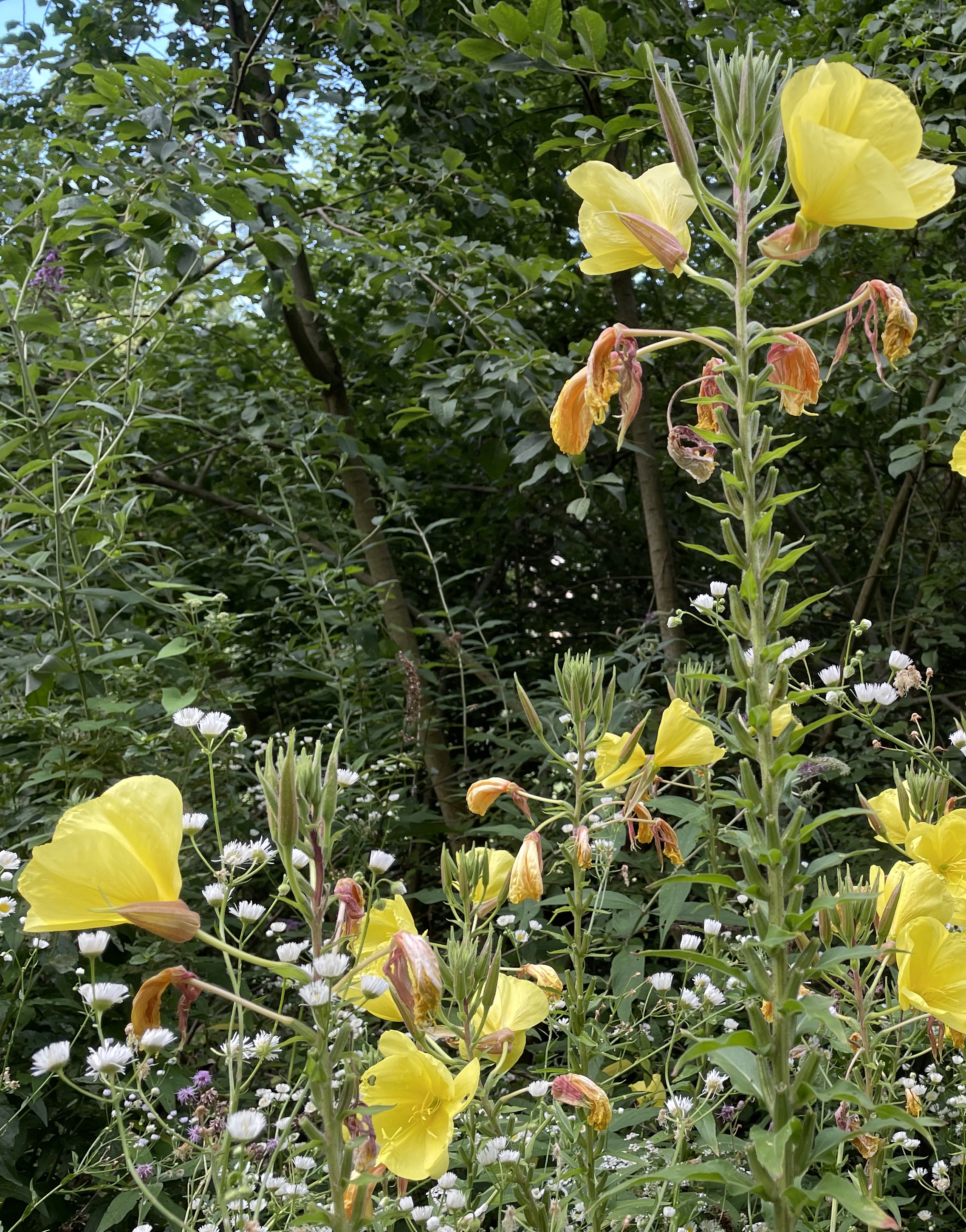 Onagraceae Oenothera biennis aggr. Gemeine Nachtkerze Eigenschaften Merkmale Bestimmung Verwendung Blütenstand