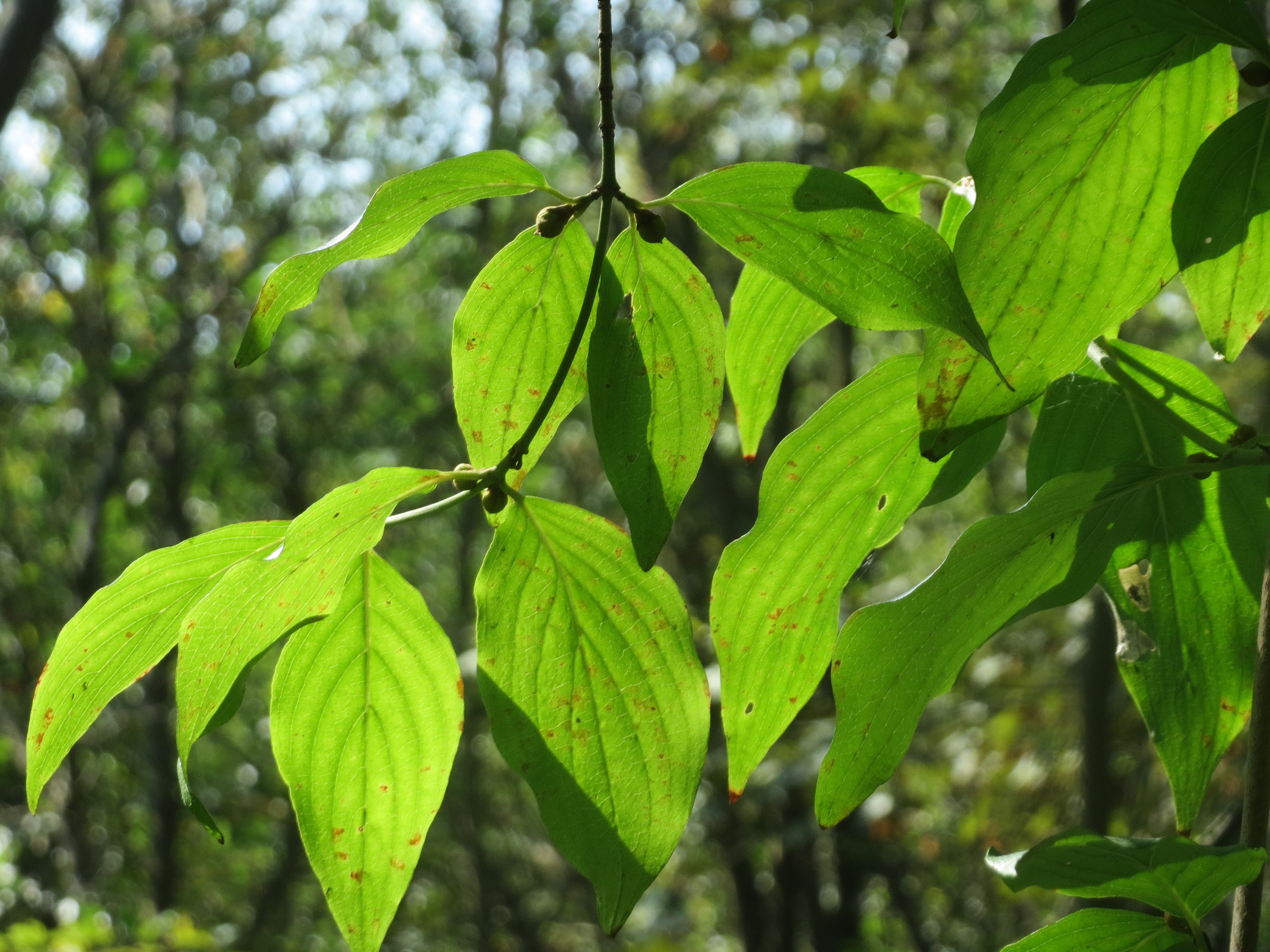 Cornaceae Cornus mas Kornelkirsche Eigenschaften Bestimmung Merkmale Verwendung Blätter