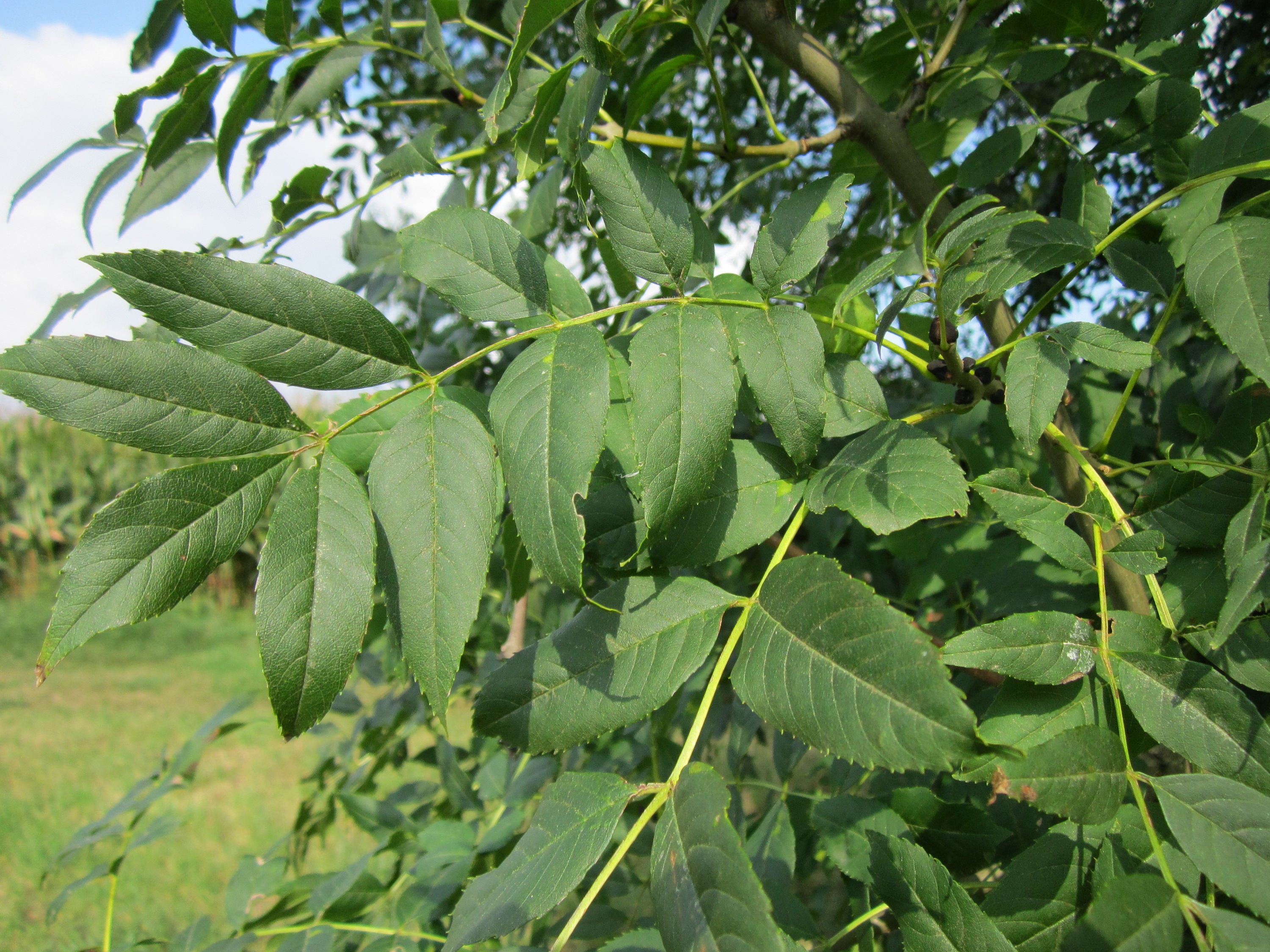 Gemeine Esche Fraxinus excelsior Merkmale, Bestimmung, Verwendung, essbar; Blatt