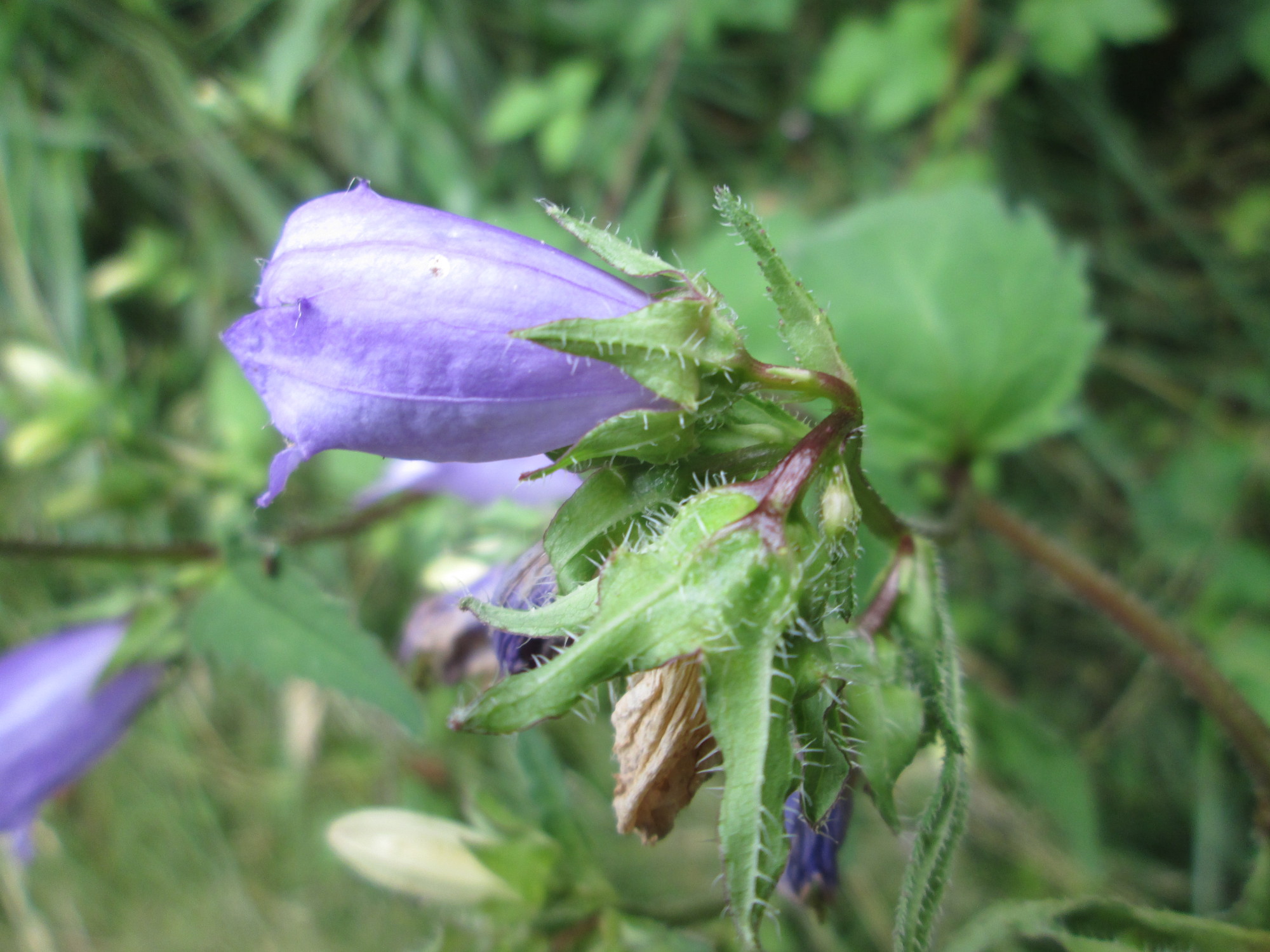 Nesselblättrige Glockenblume (Campanula trachelium); essbar; Merkmale, Bestimmung, Verwendung; Blüte von der Seite