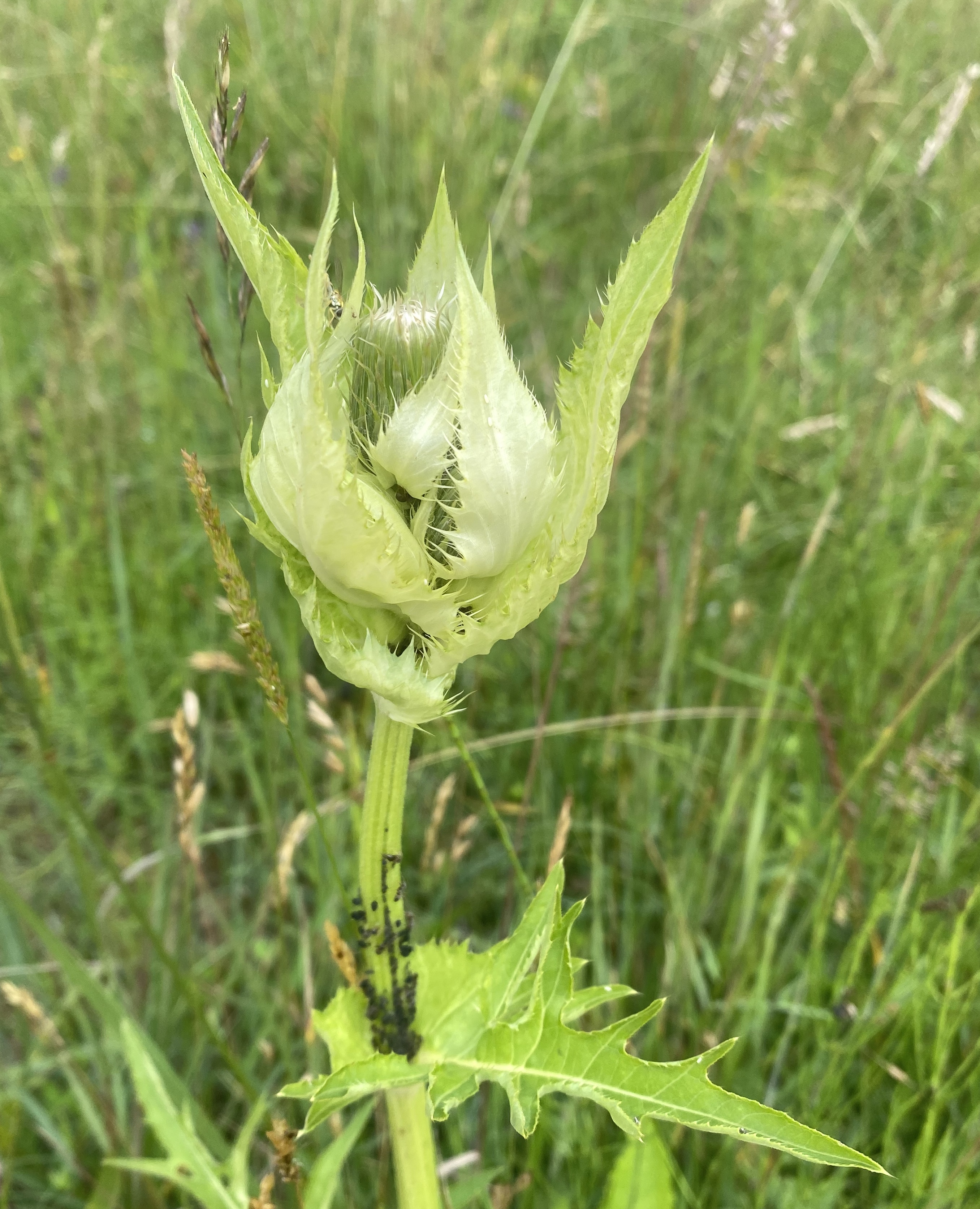 Asteraceae Cirsium oleraceum Kohldistel Eigenschaften Merkmale Bestimmung Verwendung Hochblätter