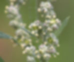 Die Blüten der Fuchsschwanzgewächse (Amaranthaceae) sind klein und unscheinbar. Auf dem Bild: Weisser Gänsefuss (Chenopodium album)