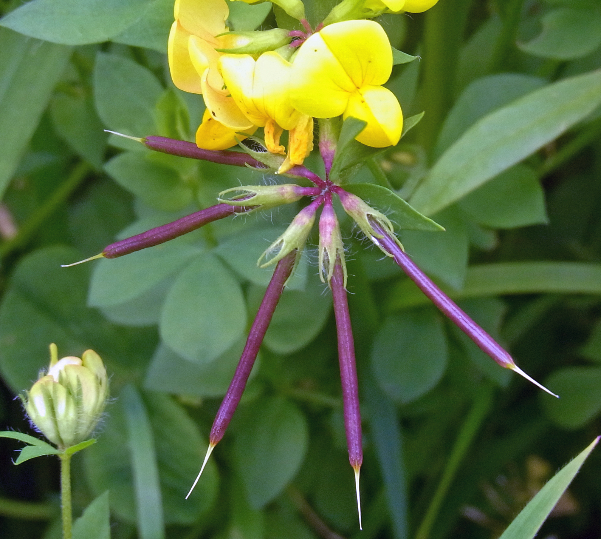 Gewöhnlicher Hornklee (Lotus corniculatus);  in kleinen Mengen essbar; Merkmale / Bestimmung / Verwendung; Hülsenfrucht