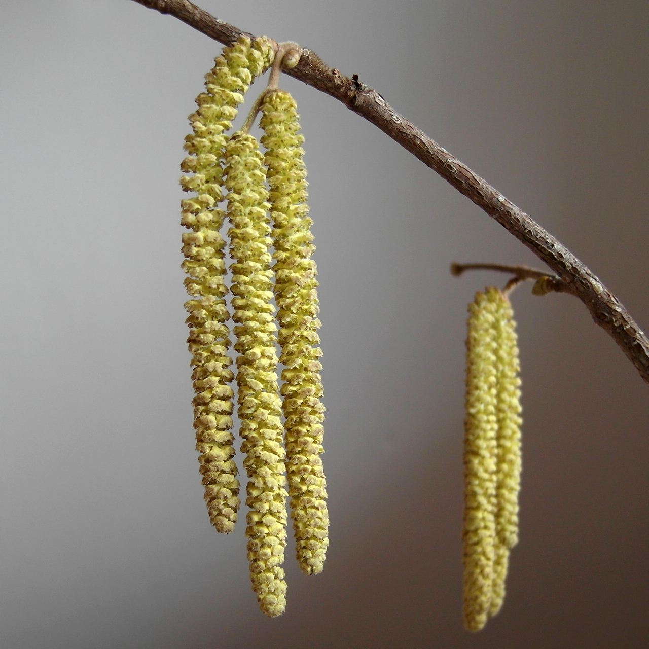 Betulaceae_Corylus_avellana_Kätzchen_männlich.jpg