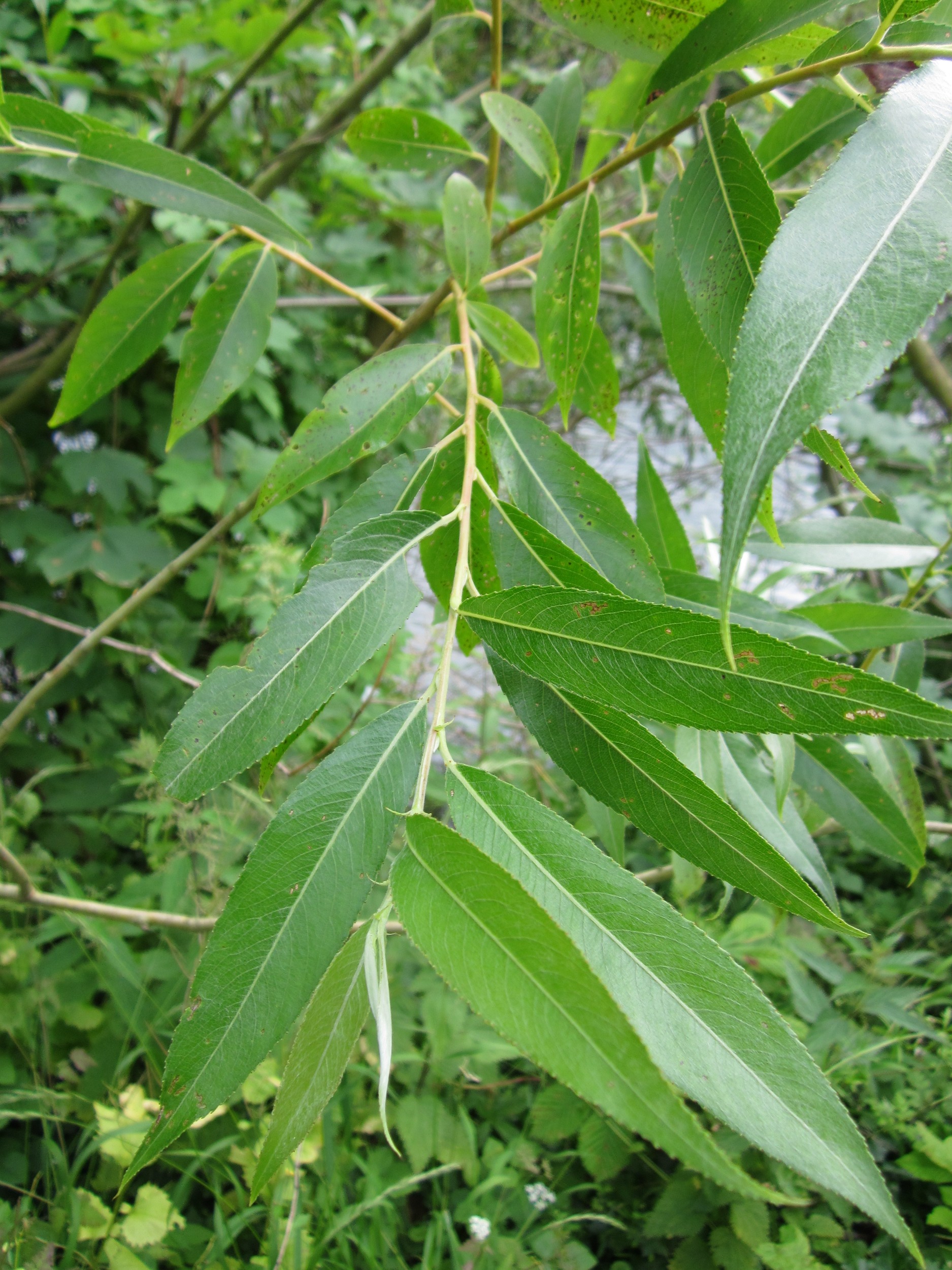 Silber Weide (Salix alba); Merkmale / Bestimmung / Verwendung; Blätter