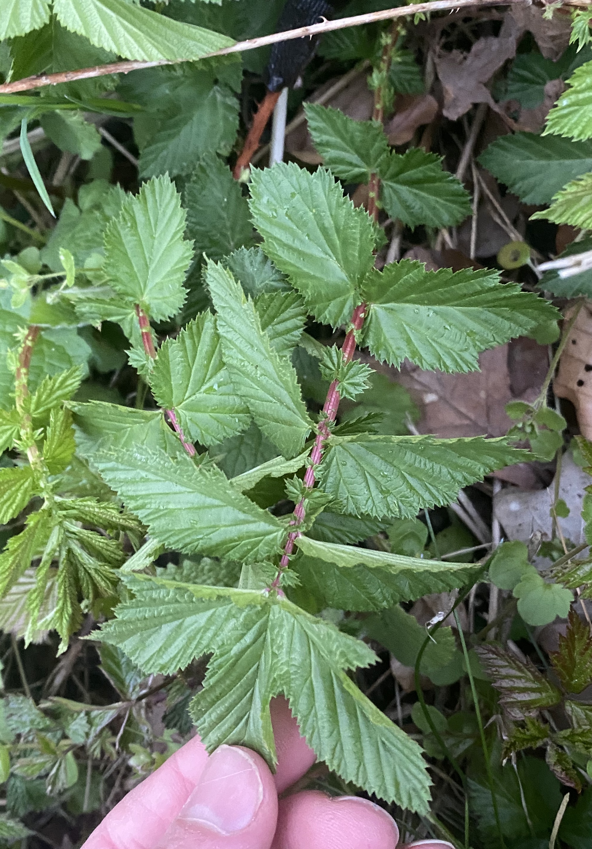 Echter Mädesüss (Filipendula ulmaria) EIgenschaften / Merkmale / Bestimmung / Verwendung, essbar: Blatt
