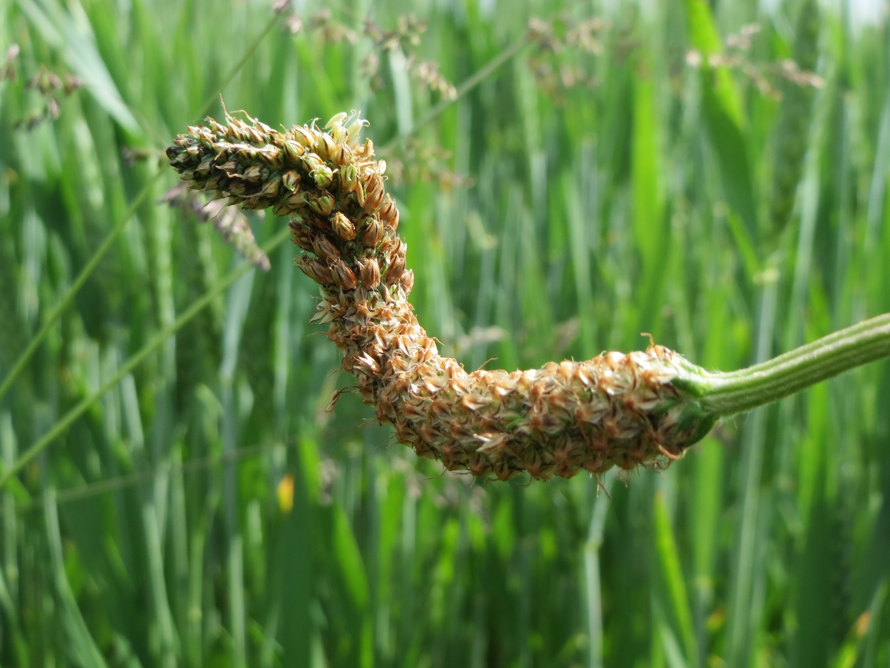 Spitzwegerich Plantago lanceolata Früchte