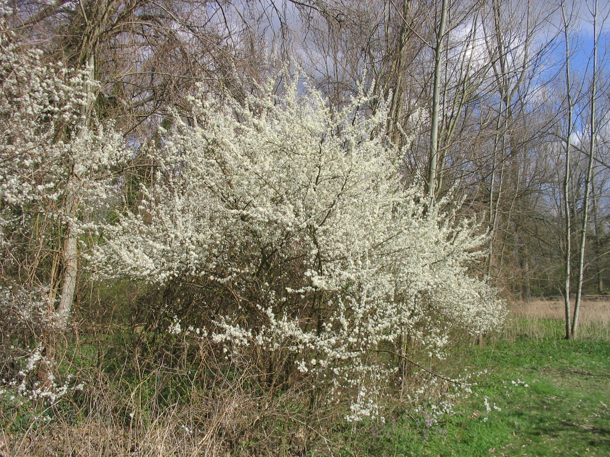 Rosaceae Prunus spinosa Schlehe Schlehdorn Schwarzdorn Eigenschaften Merkmale Bestimmung Verwendung  Habitus