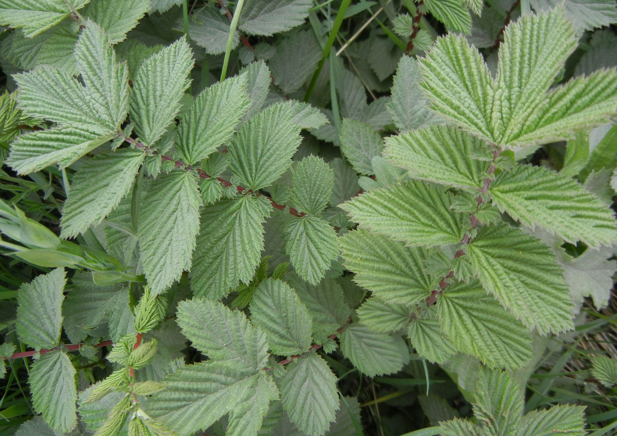 Echter Mädesüss (Filipendula ulmaria) EIgenschaften / Merkmale / Bestimmung / Verwendung, essbar: Grundblätter