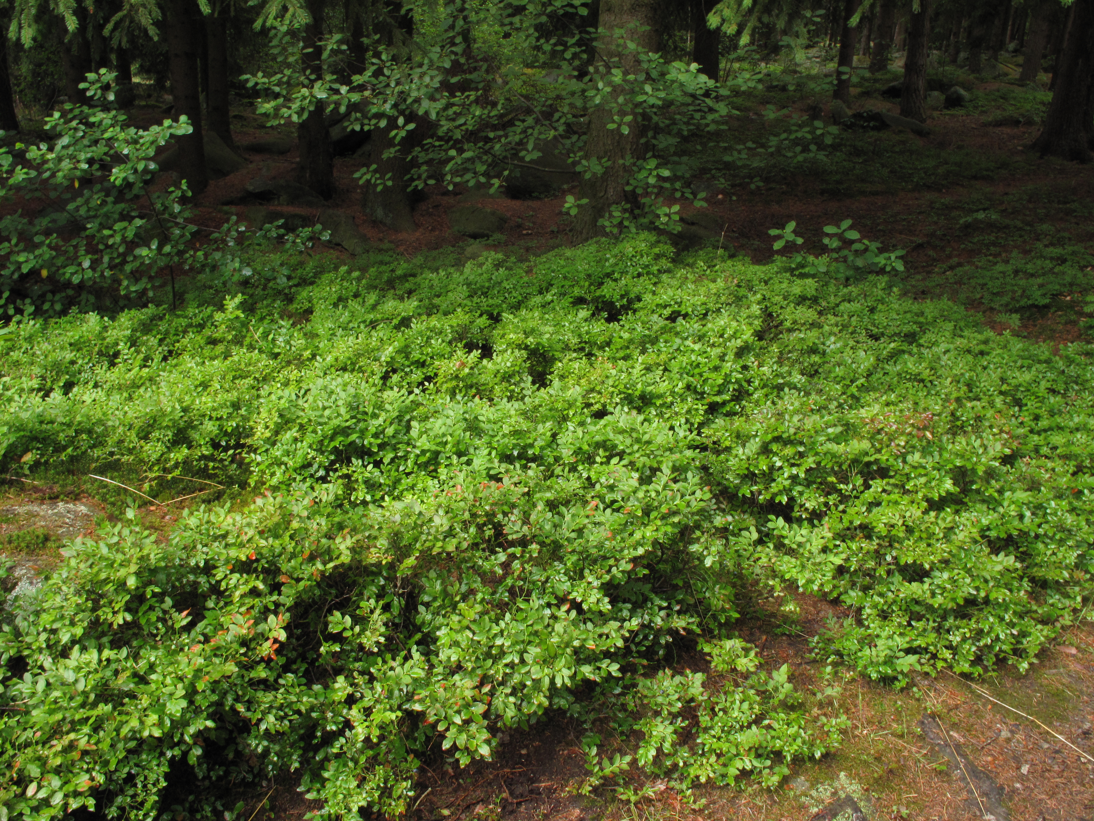 Ericaceae Vaccinium myrtillus Heidelbeere Merkmale Bestimmung Eigenschaften Verwendung  Wald