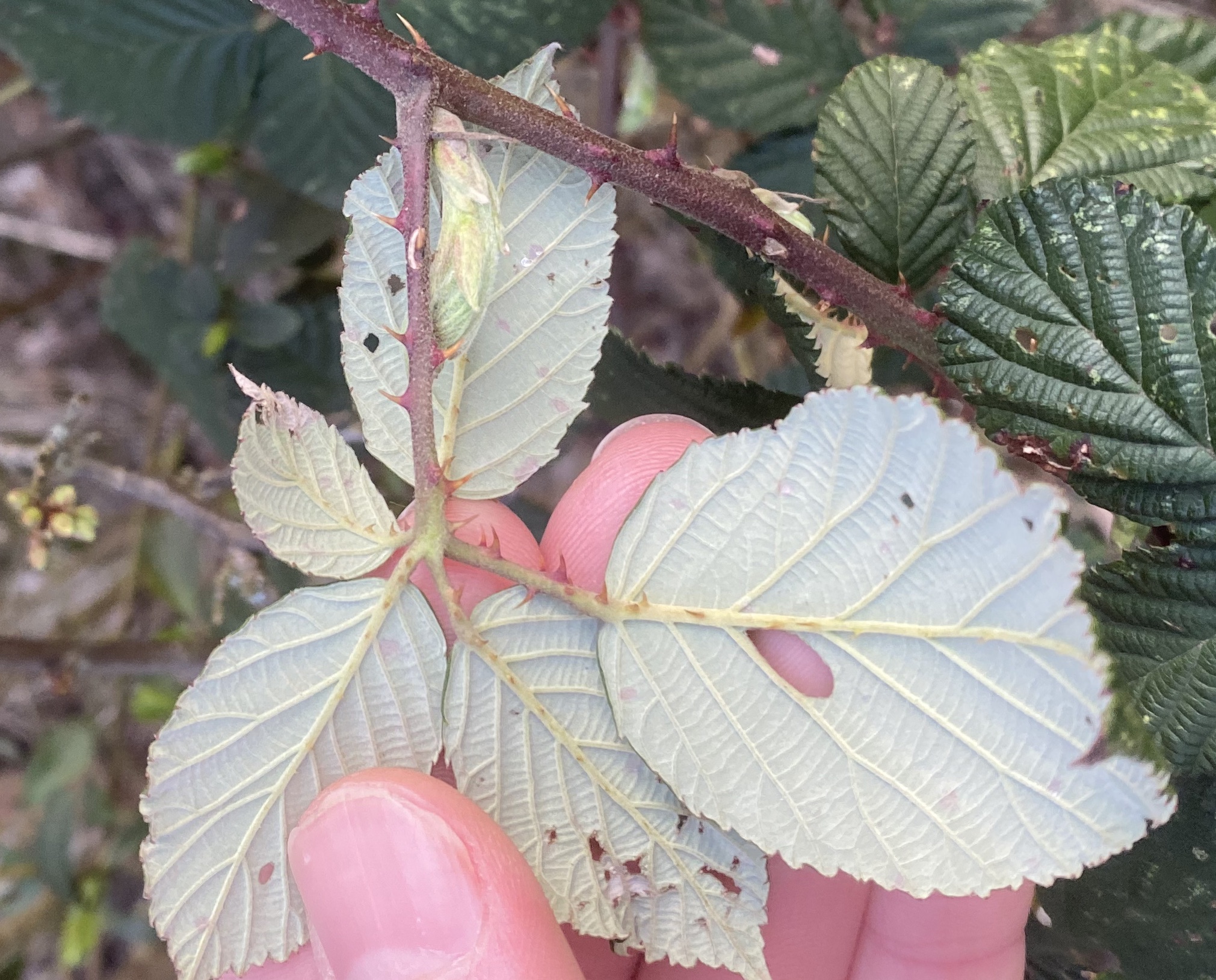 Brombeere Rubus sect Rubus Blatt Unterseite
