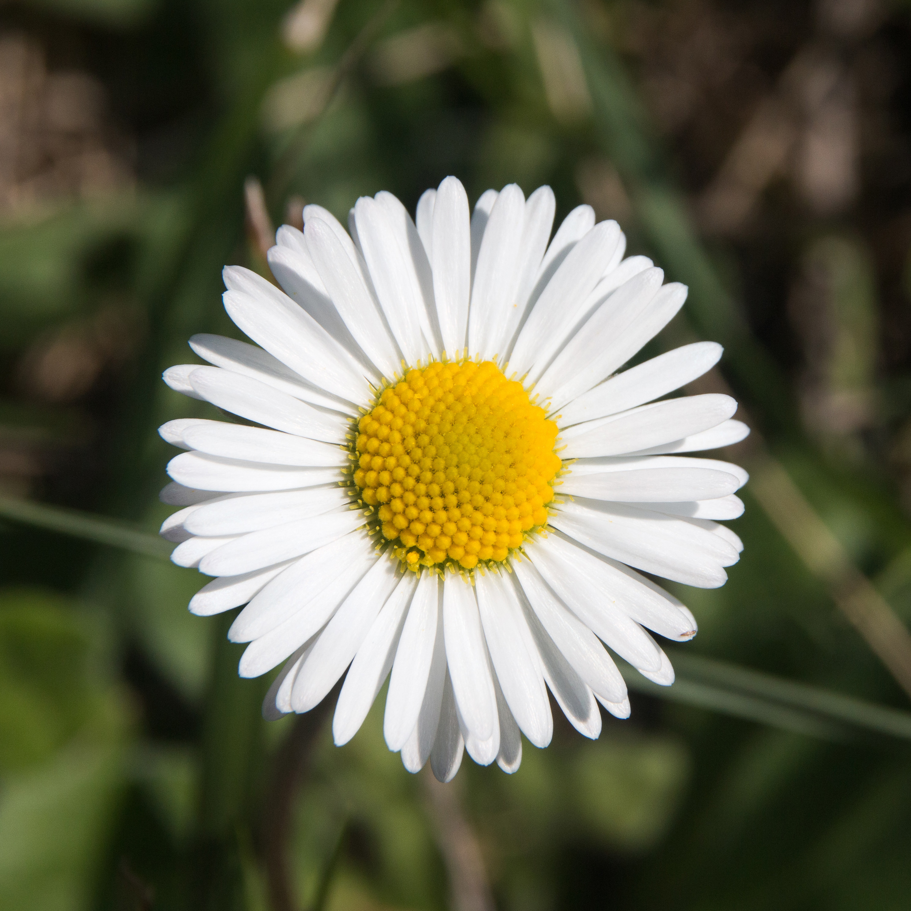 Gänseblümchen Bellis perennnis Blütenkorb