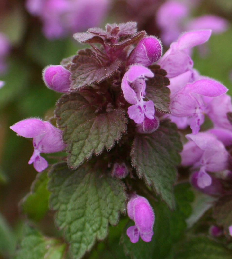 Lamiaceae Lamium purpureum Acker Purpurrote Taubnessel Eigenschaften Merkmale Bestimmung Verwendung Blüte nah