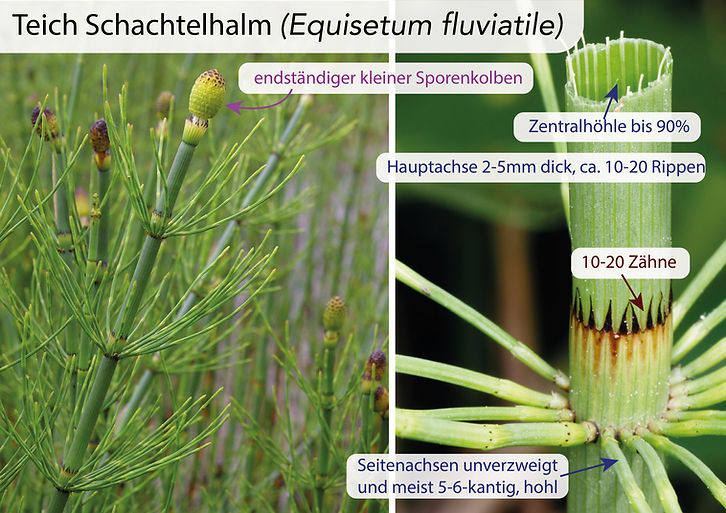 Schachtelhalme (Equisetum): Eigenschaften / Merkmale / Bestimmung / Unterscheidung / Verwendung: Teich Schachtelhalm (Equisetum fluviatile)