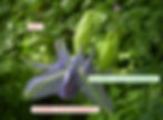 Die Blüten der Gemeinen Akelei (Aquileigia vulgaris) haben nur eine einfache Blütenhülle auf. Die Kronblätter bilden jeweils einen Sporn wo der Nektar versteckt ist.