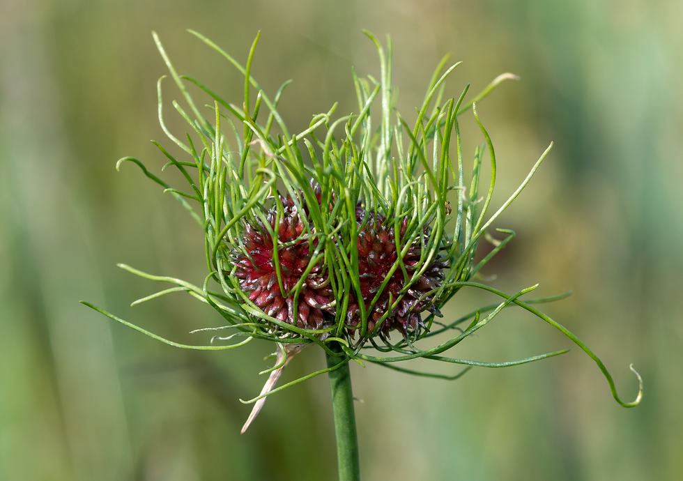 ausgetriebene Brutknospen beim Weinberglauch (Allium vineale)