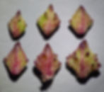 Die Nussfrüchte werden durch die Perigonblätter umhüllt. Auf dem Bild: Spreizende Melde (Atriplex patula)