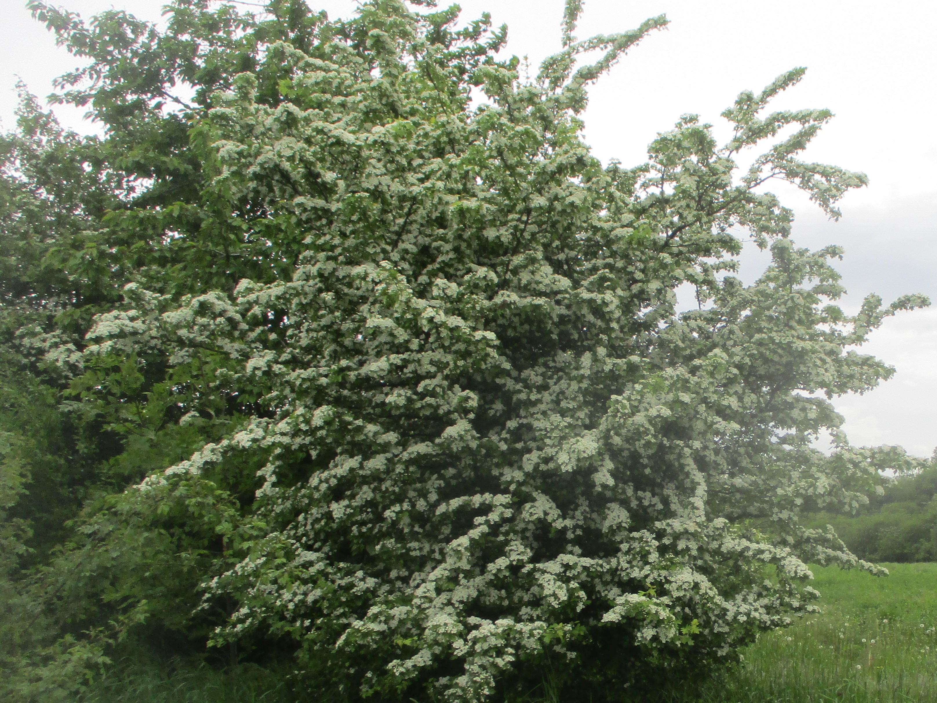 Rosaceae Crataeugus monogyna und laecvigata Weissdorn Eigenschaften Merkmale Bestimmung Verwendung Habitus