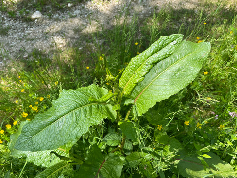 Grundrosette des Stumpfblättrigen Ampfers (Rumex obstusifolius)