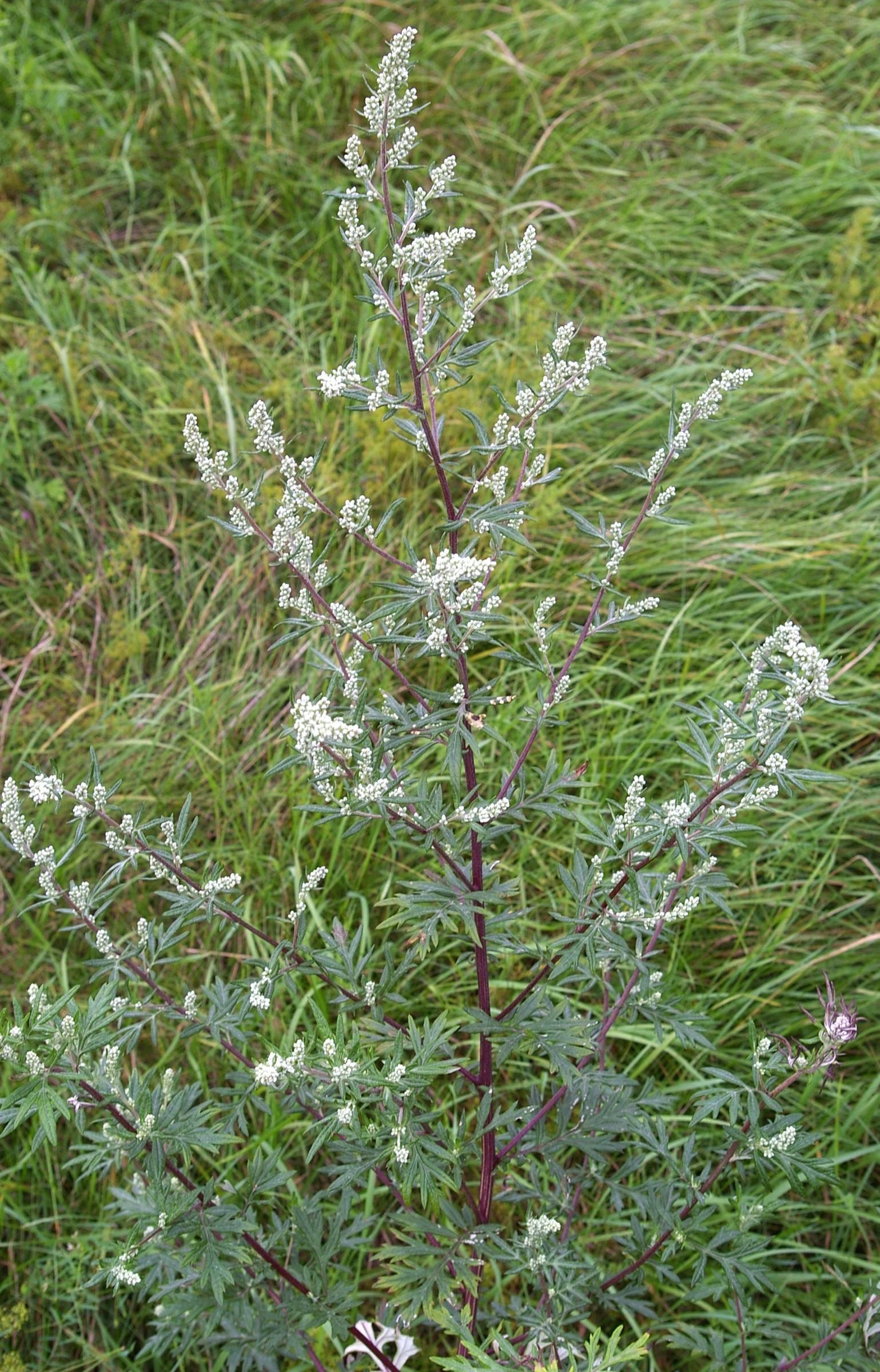 Asteraceae Artemisia vulagris Gemeiner Beifuss Eigenschaften Merkmale Bestimmung Verwendung Blütenstand