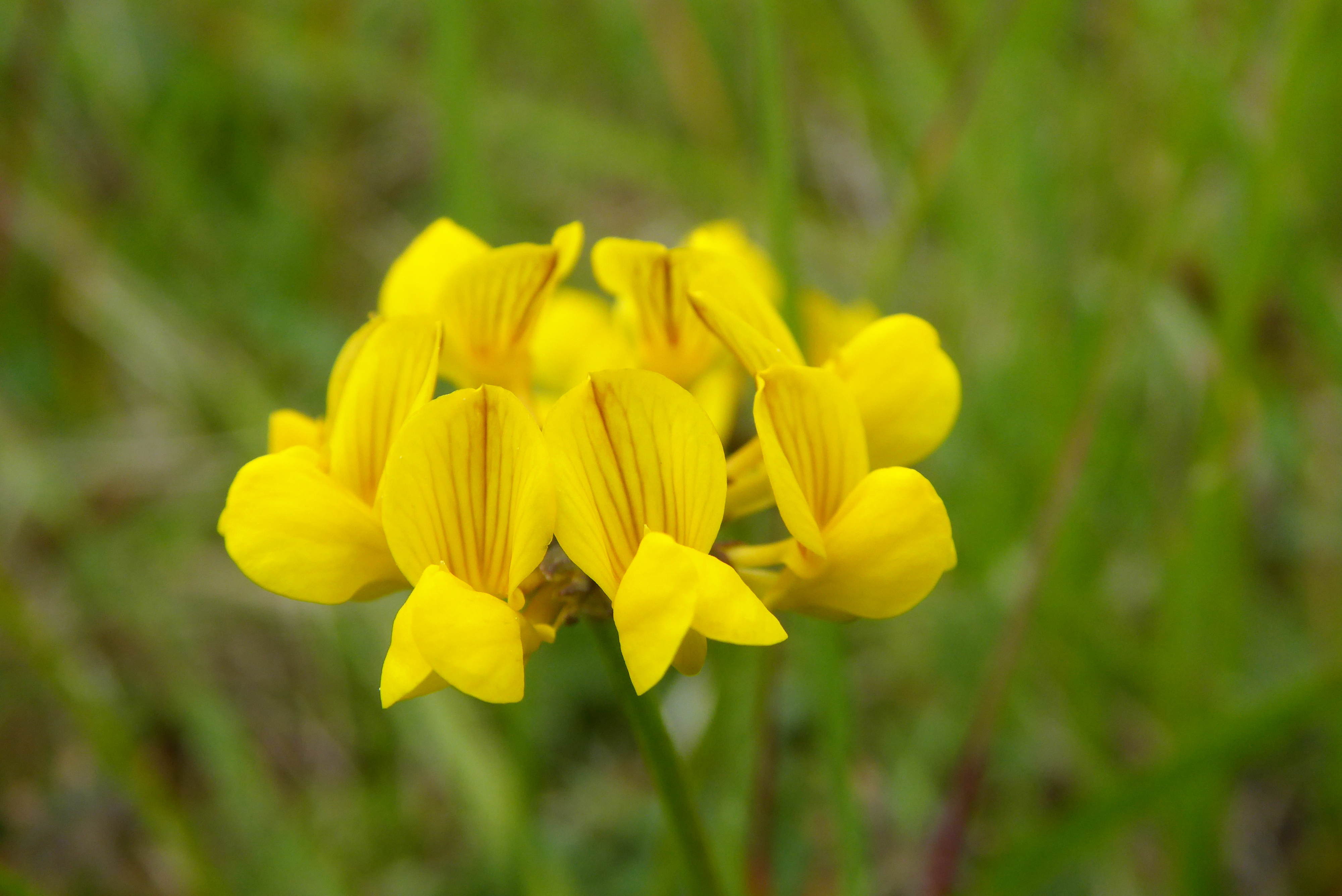 Hufeisenklee; Hippocrepis comosa; Bestimmung, Merkmale Verwendung; essbar; Blüten