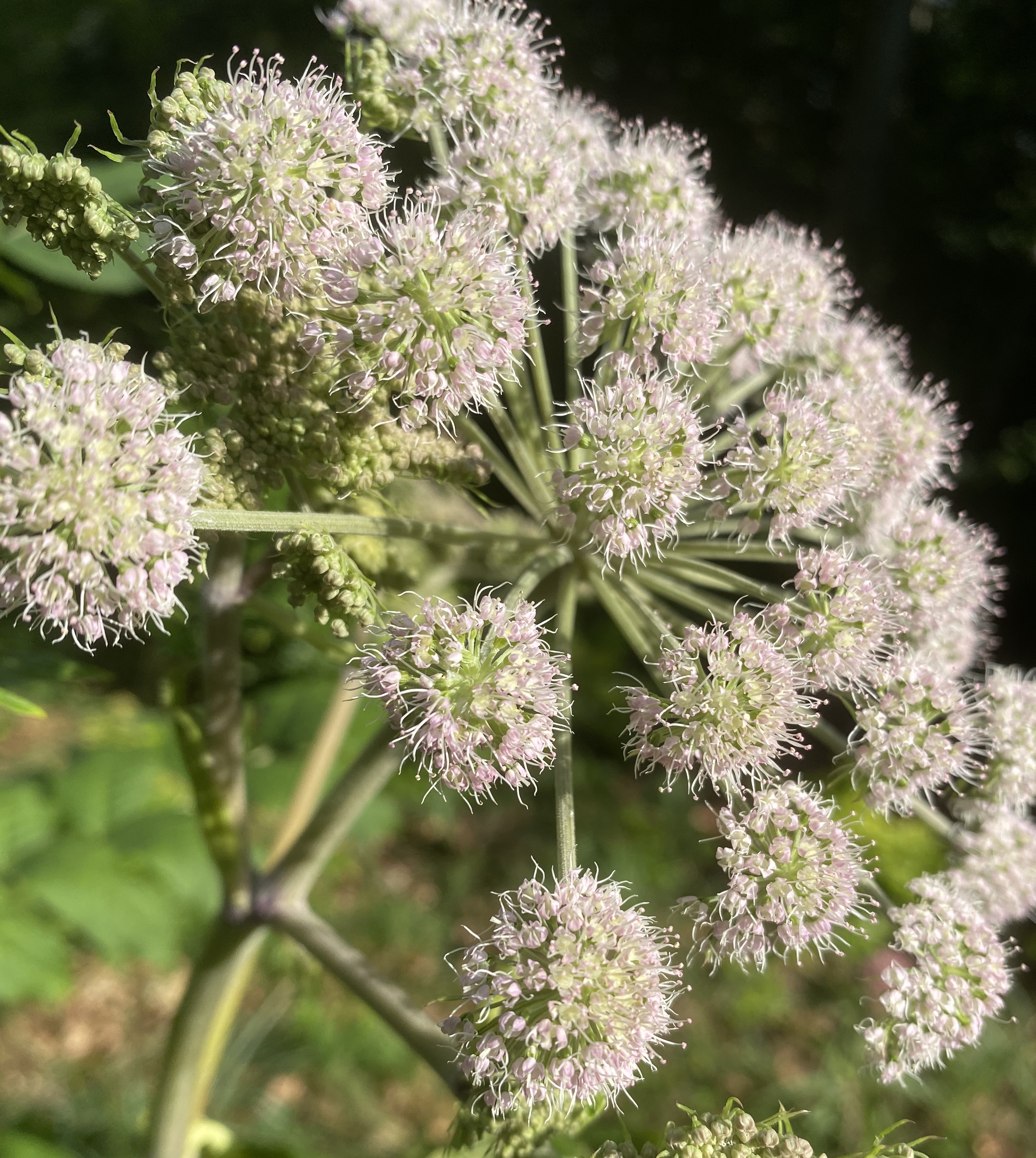 Apiaceae Angelica sylvestris Wald Engelwurz Eigenschaften Merkmale Bestimmung Doppeldolde kugelig
