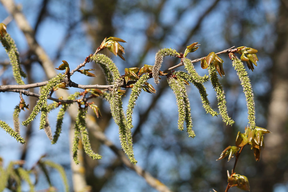 Blütenkätzchen der Espe / Zitterpappel (Populus tremula)