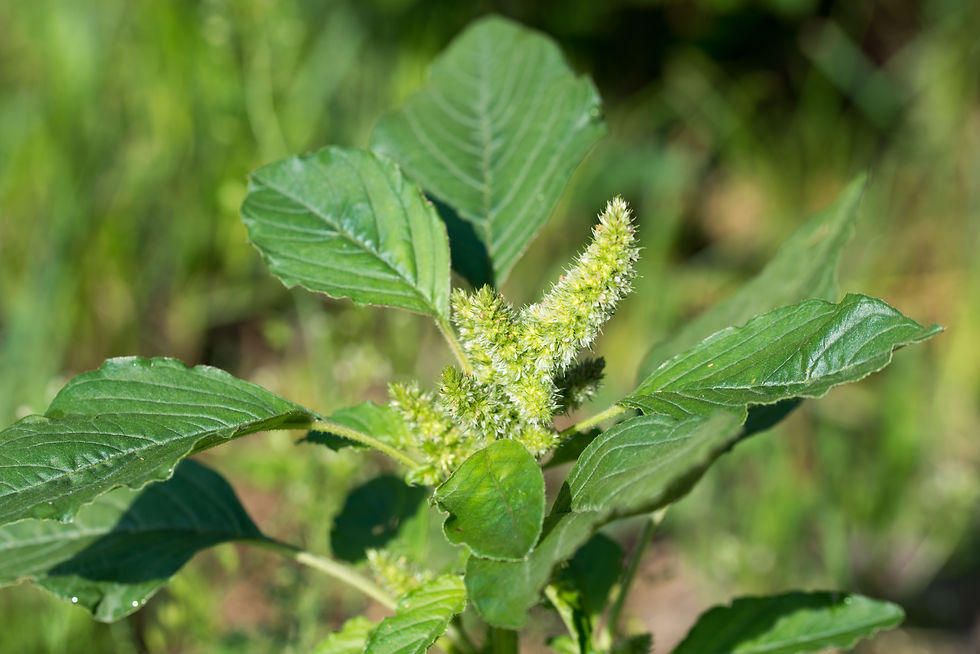 Blütenstände des Zurückgekrümmter Fuchsschwanz (Amaranthus retroflexus)