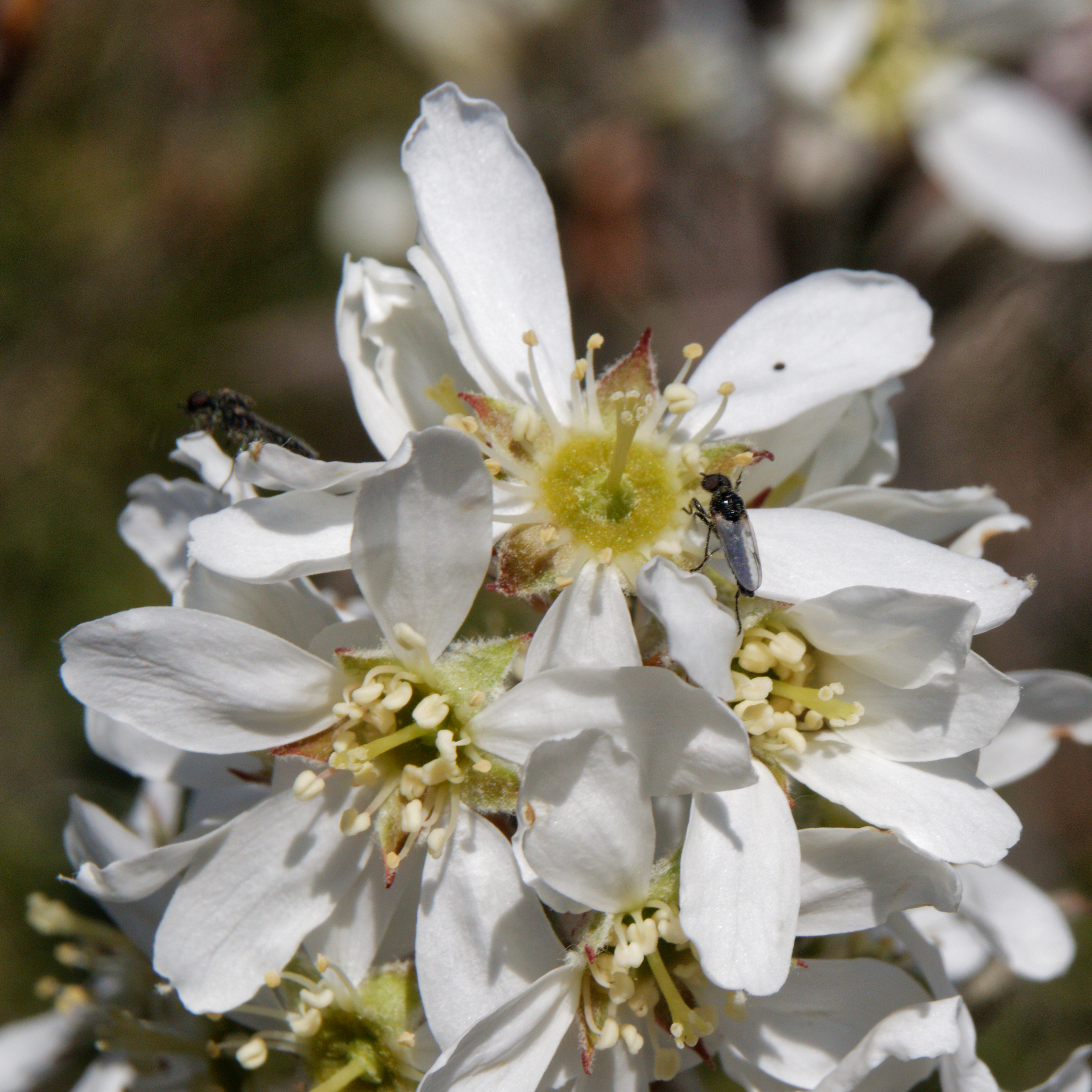 Felsenbirne Amelanchier ovalis, essbar; Bestimmung, Merkmale, Verwendung; Blüte