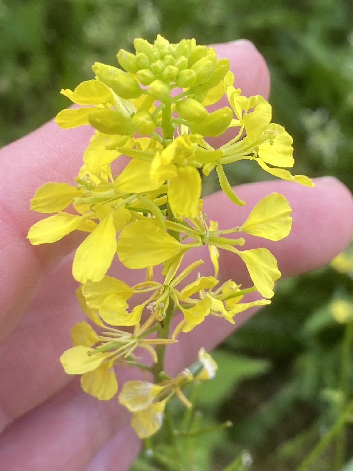 Acker Senf (Sinapis arvense) Eigenschaften / Bestimmung / Merkmale, essbar, Blüten