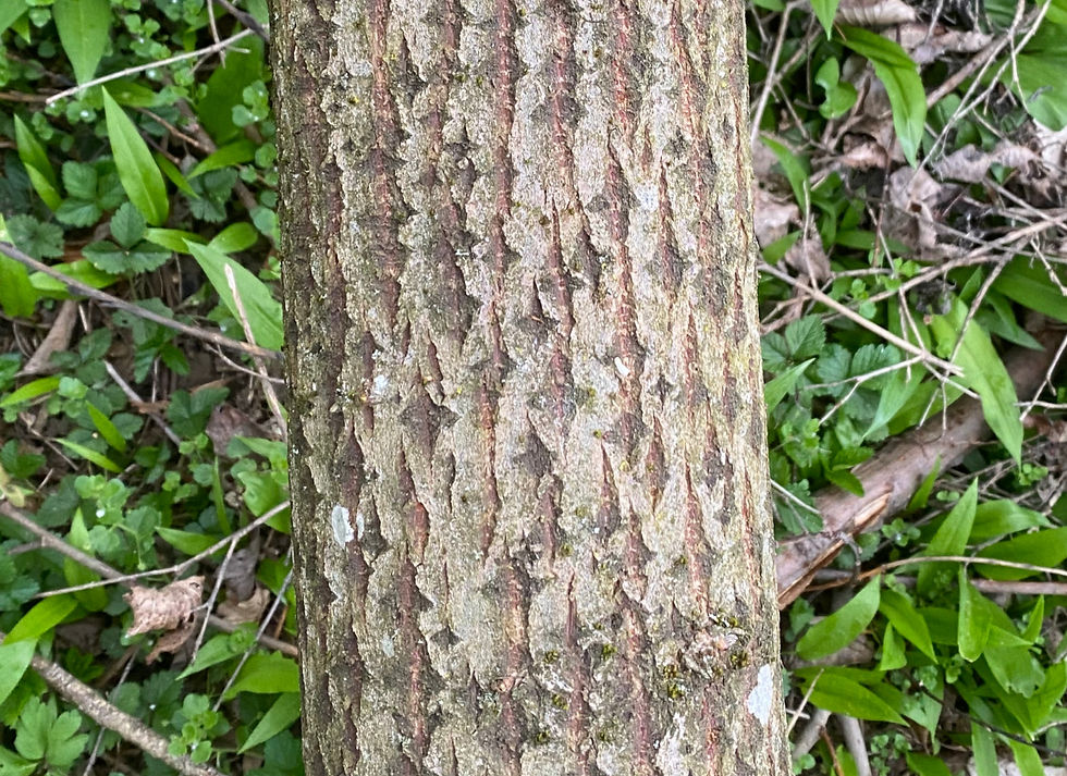älterer Stamm der Sal-Weide (Salix caprea)