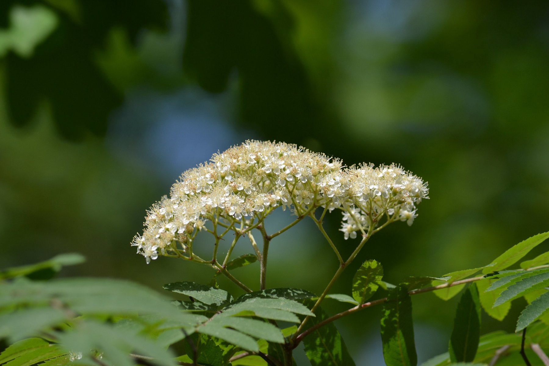 Rosaceae Sorbus aucuparia Vogelbeere Eberesche Merkmale Eigenschaften Blütenstand Trugdolde