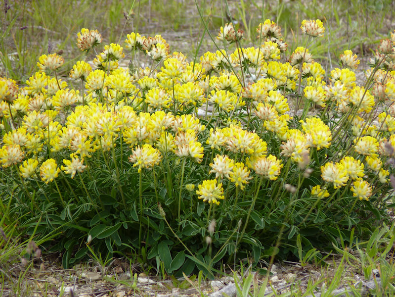 Gewöhnlicher Wundklee ( Anthyllis vulneraria); essbar; Bestimmung / Merkmale / Verwendung;