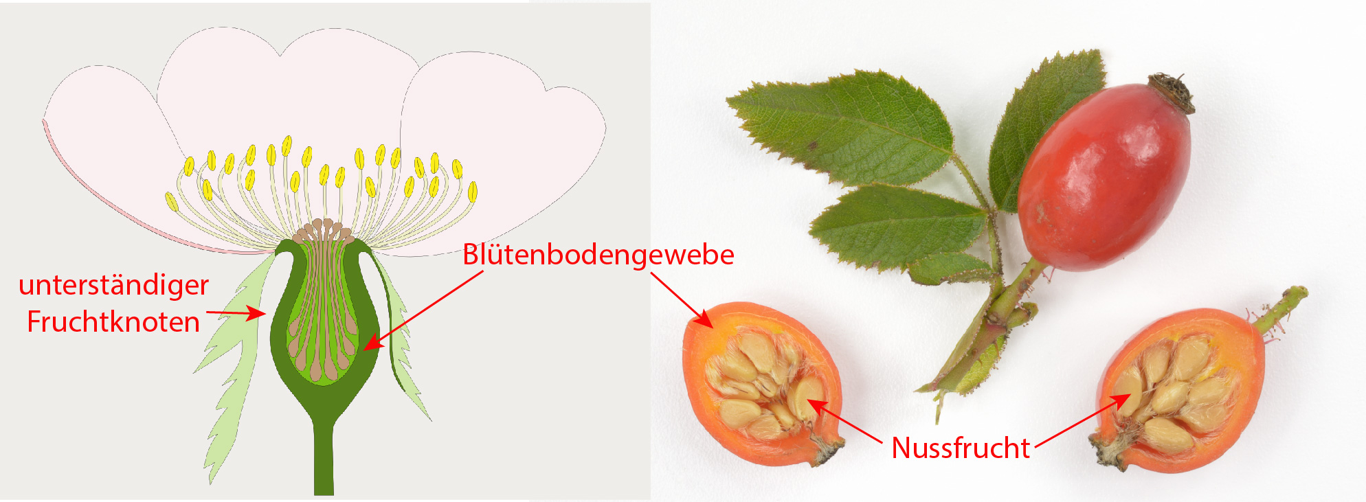 Rosaceae Rosa canina Hundsrose Bestimmung, Eigenschaften, Merkmale,  Verwendung Frucht Hagebutte Botanik