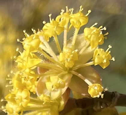 Cornaceae Cornus mas Kornelkirsche Eigenschaften Bestimmung Merkmale Verwendung Dolde Blütenstand